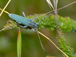 Image of Phytoecia (Opsilia) coerulescens (Scopoli 1763)