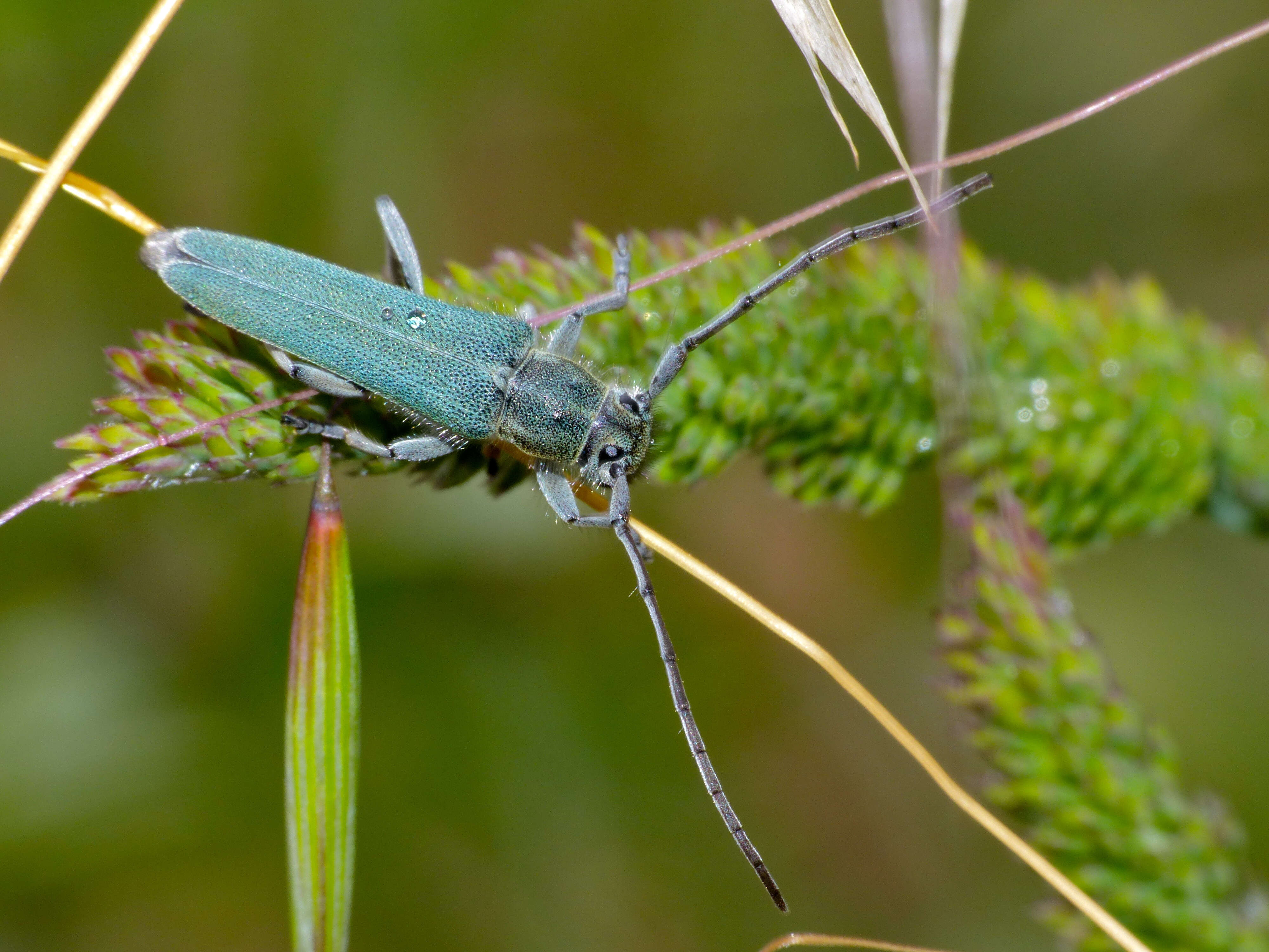 Image of Phytoecia (Opsilia) coerulescens (Scopoli 1763)