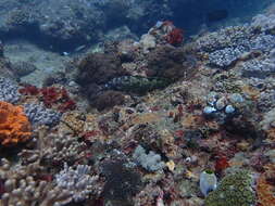 Слика од Epinephelus spilotoceps Schultz 1953