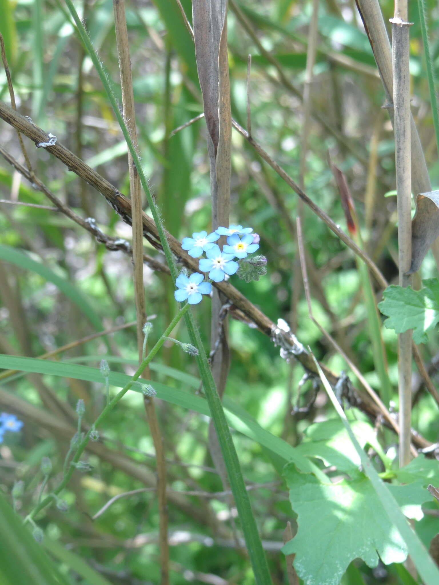 Imagem de Myosotis semiamplexicaulis DC.