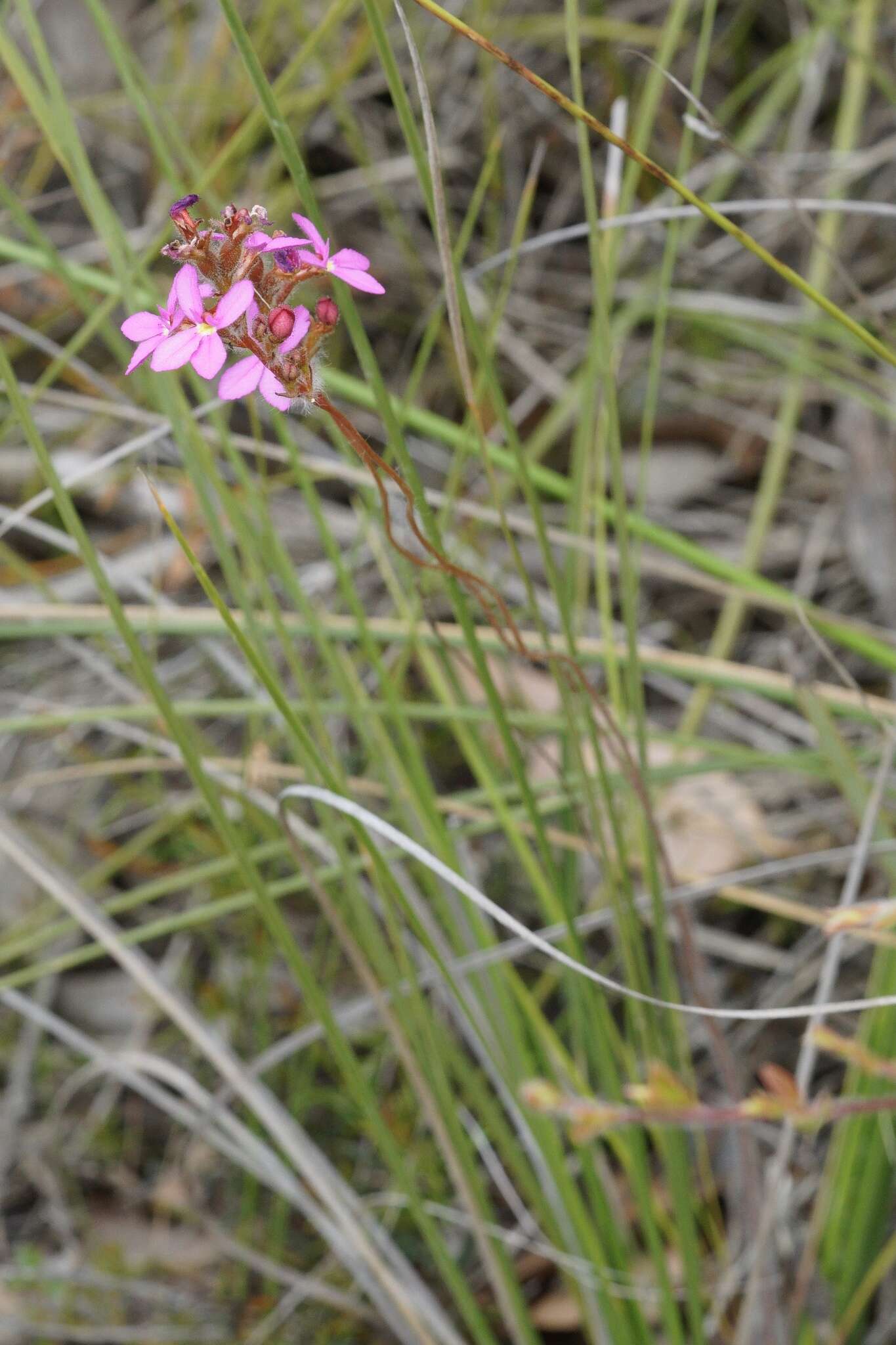 Image of Stylidium hirsutum R. Br.