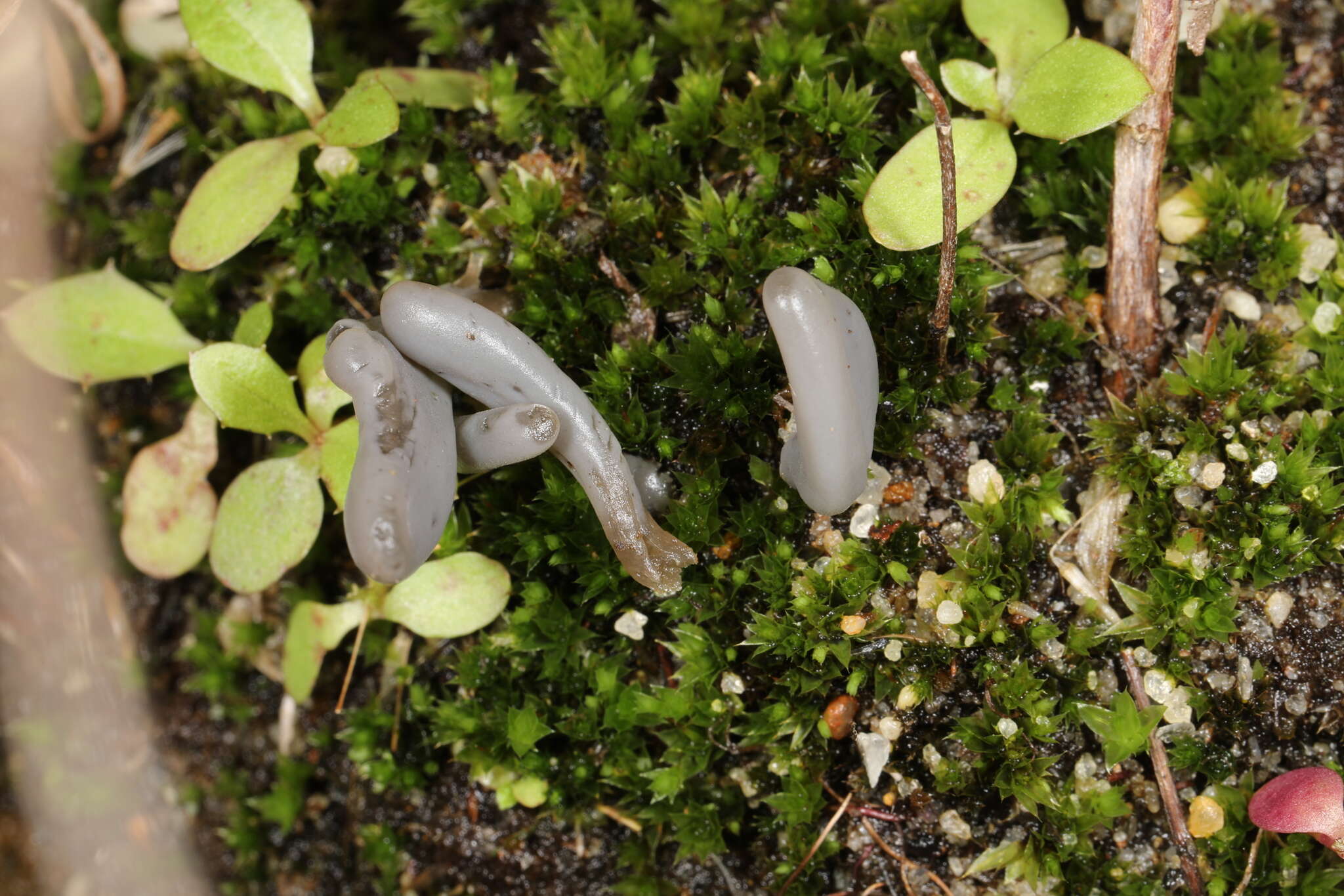 صورة Clavaria greletii Boud. 1917