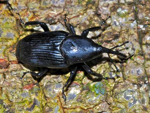 Image of Palm weevil