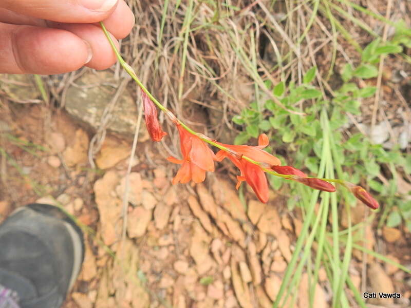 Image of Tritonia nelsonii Baker