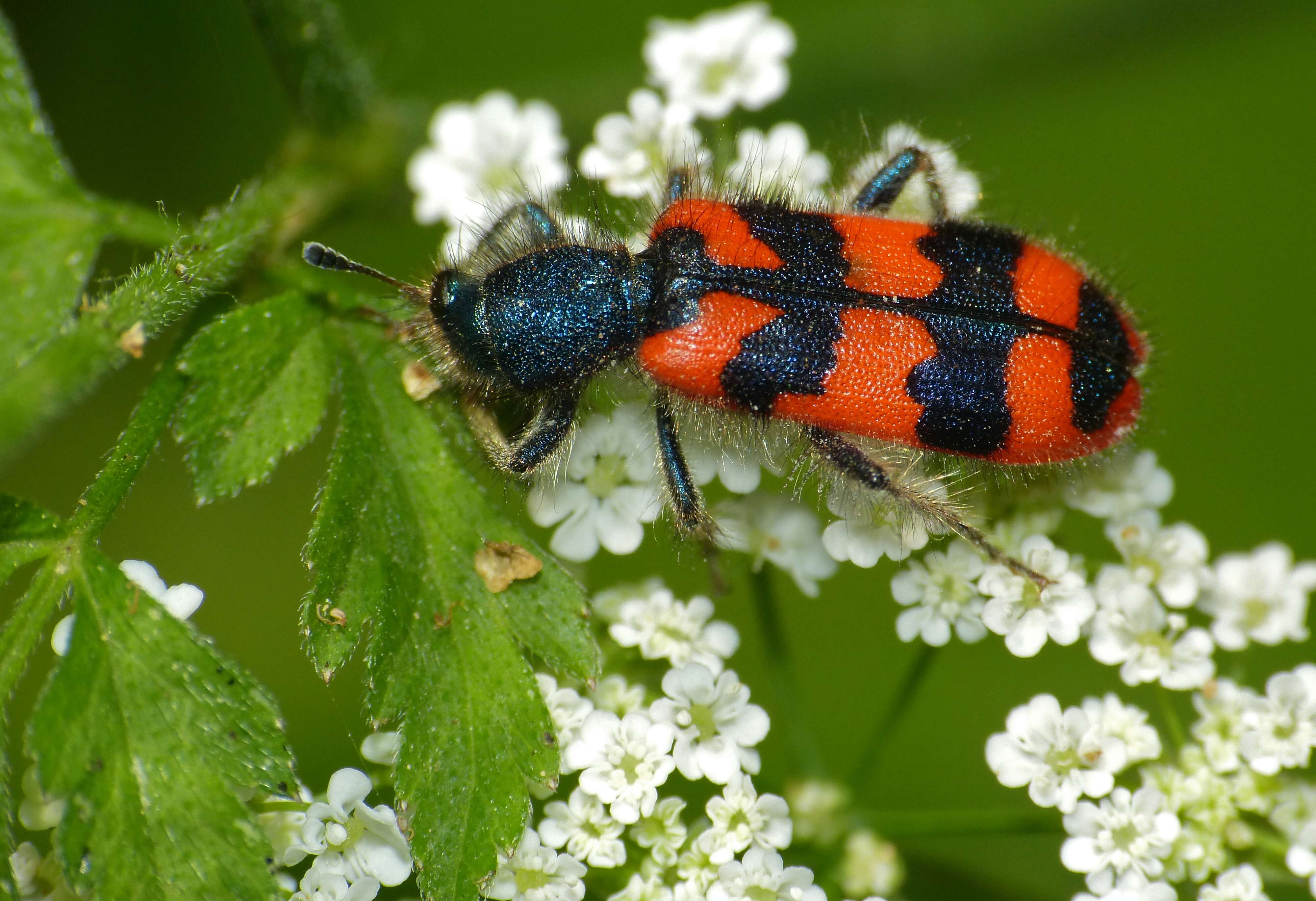 Image of Trichodes alvearius