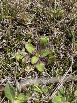 Image of Plantago spathulata Hook. fil.