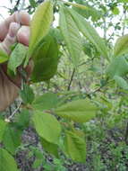 Image of Canadian plum