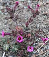 Image of Fremont's monkeyflower