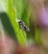 Imagem de Megachile angelarum Cockerell 1902