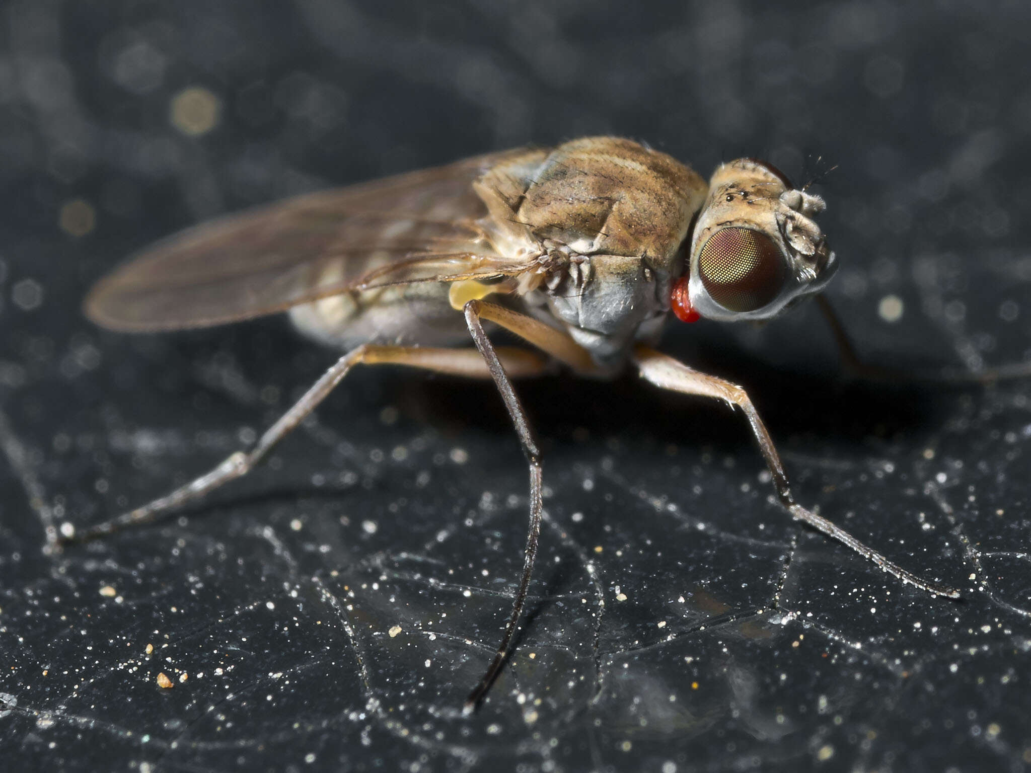 Image of Brachydeutera sydneyensis Malloch 1924