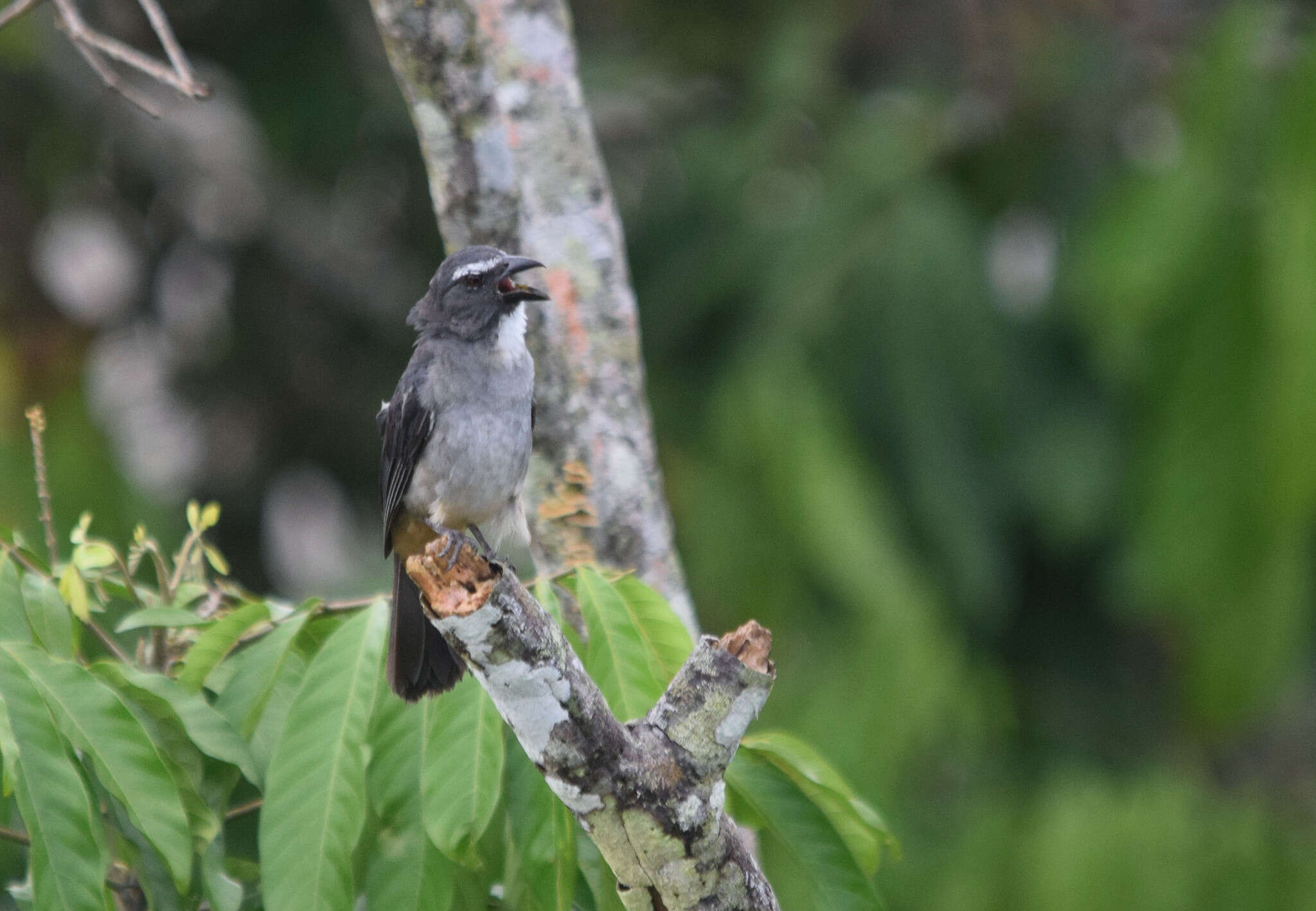 Image of Grayish Saltator