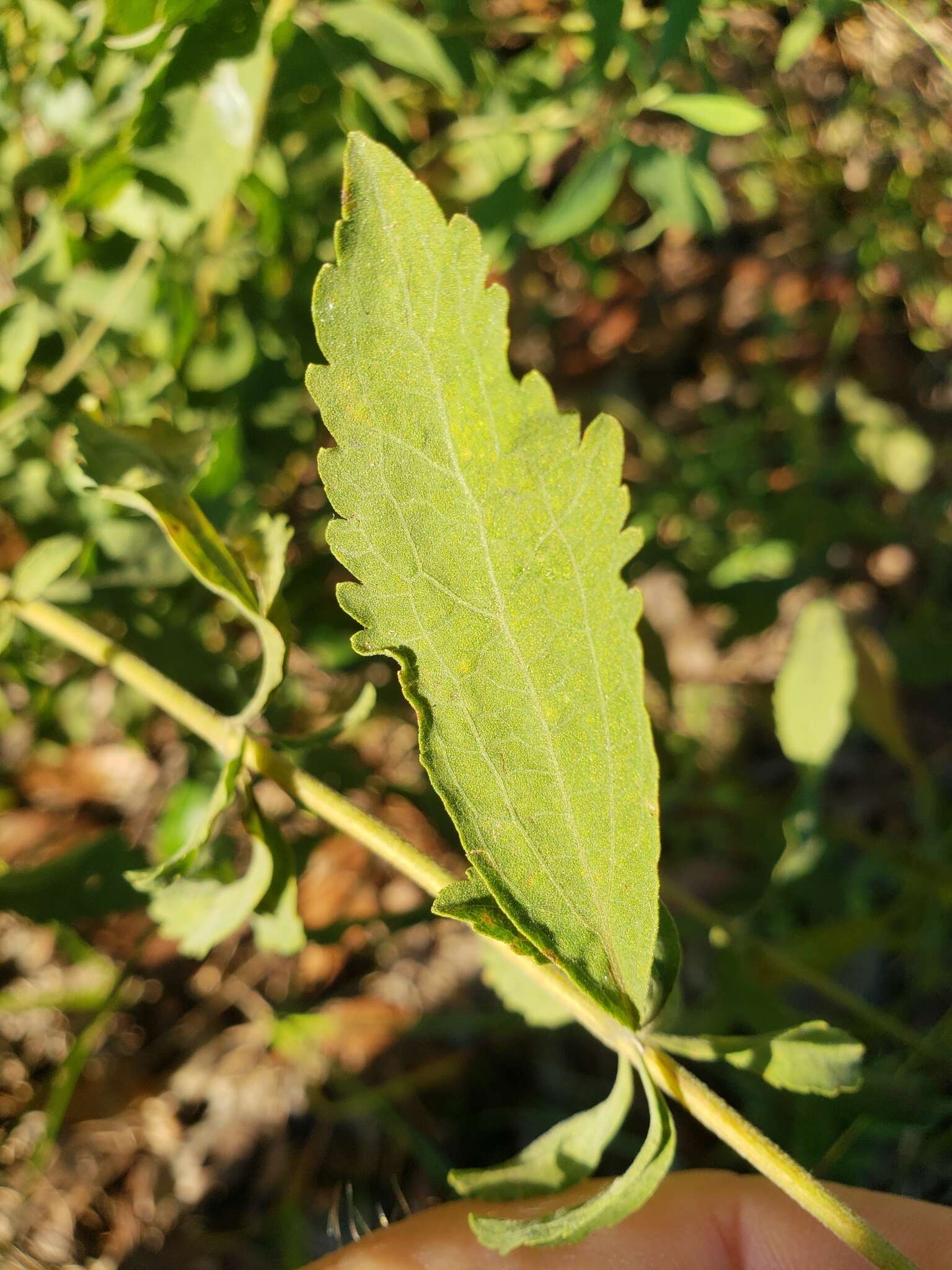 Image of Small-Flower Thoroughwort