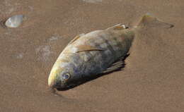 Image of Barred Grunt