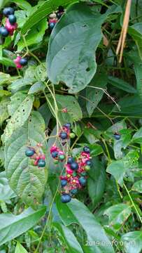 Image of Clerodendrum cyrtophyllum Turcz.