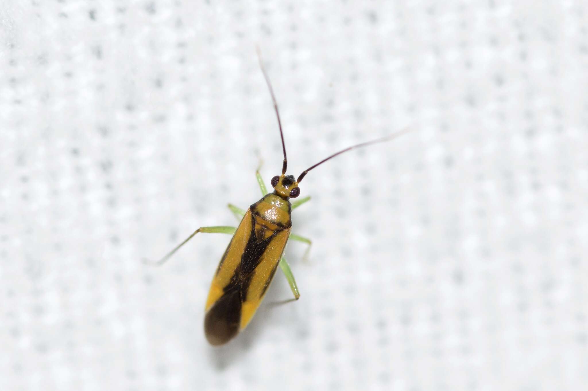 Sivun Orthotylus submarginatus (Say 1832) kuva