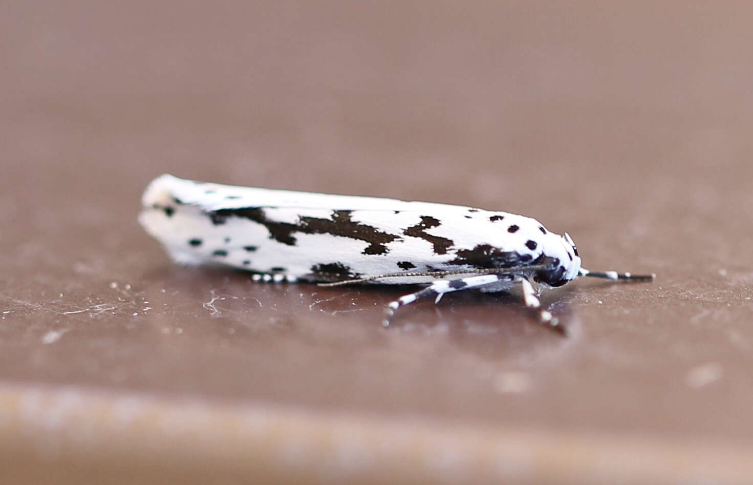 Image de Ethmia candidella Alphéraky 1908