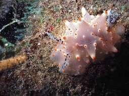 Image of Orange spot white lumpy slug