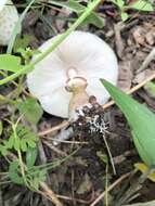 Image of Leucoagaricus americanus (Peck) Vellinga 2000