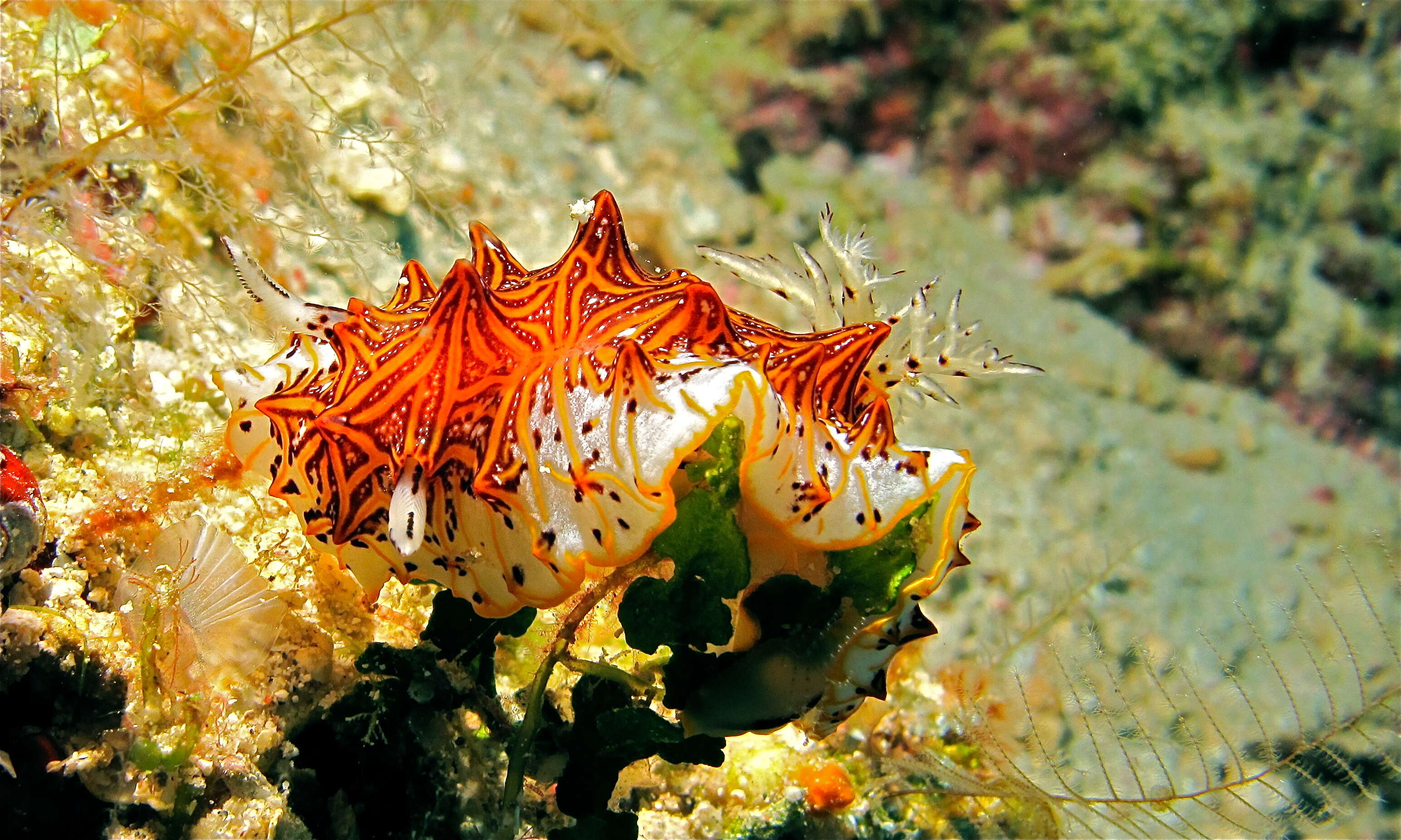 Image of Orange edged ridged black slug