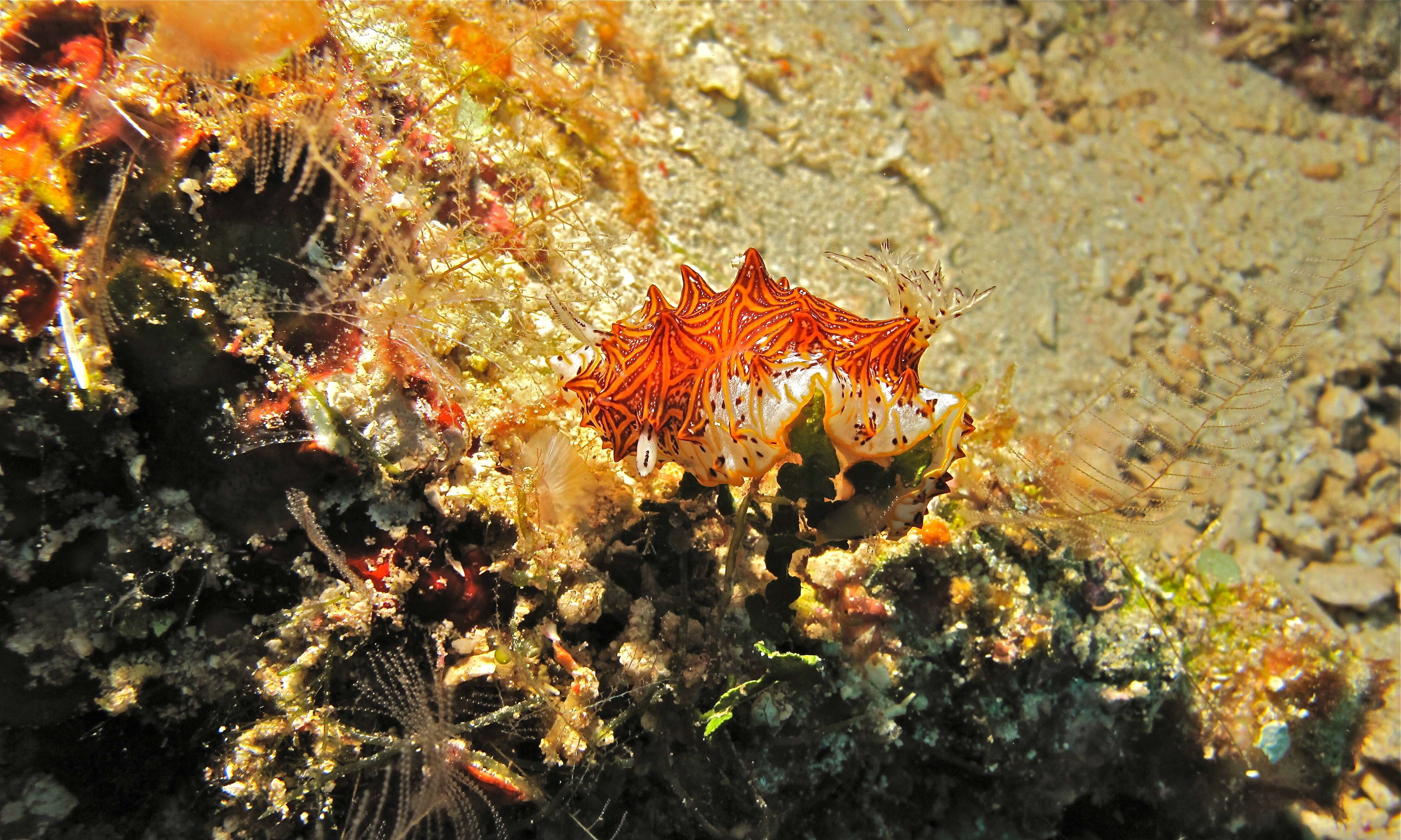 Image of Orange edged ridged black slug