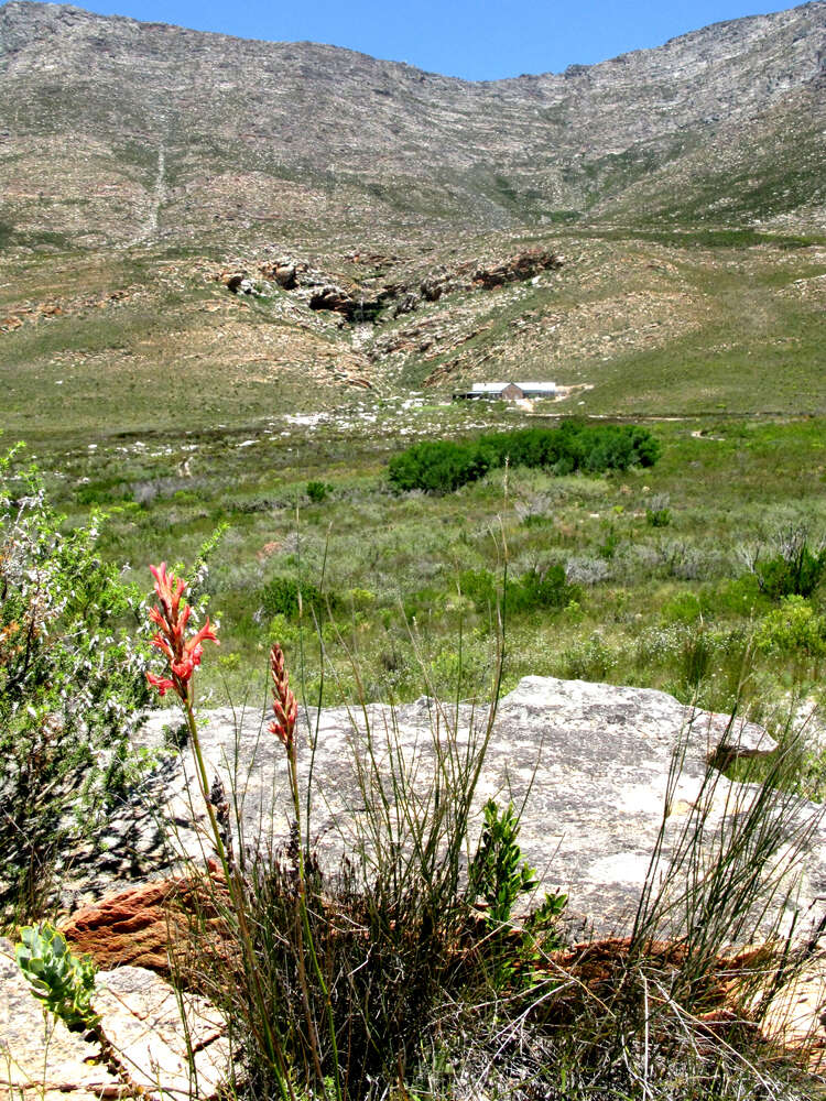 Image de Tritoniopsis revoluta (Burm. fil.) Goldblatt