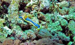 Image of Chromodoris annae Bergh 1877