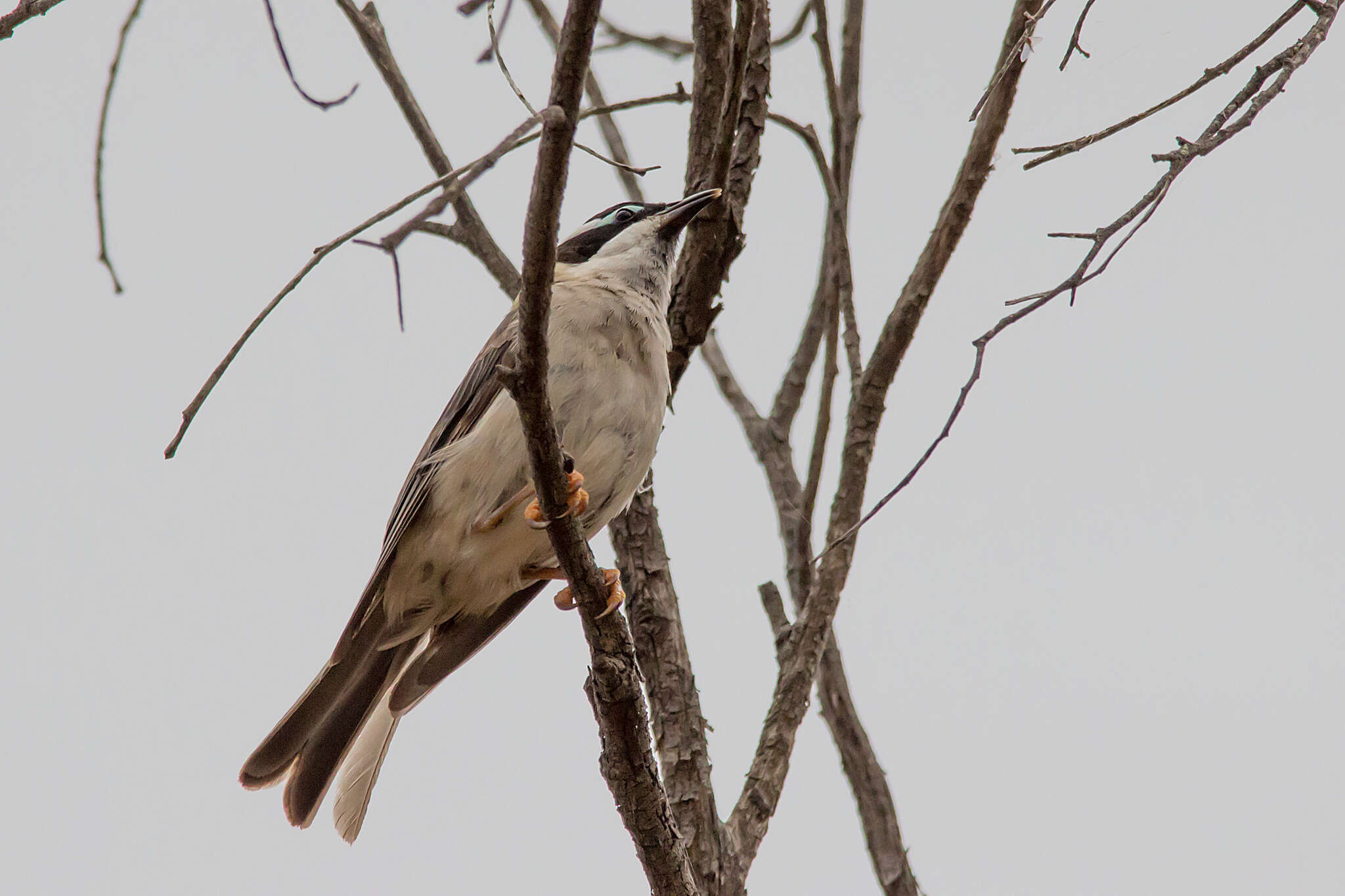 صورة Melithreptus gularis (Gould 1837)