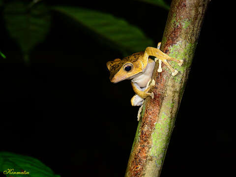 Image of File-Eared Tree Frog