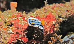 Image de Chromodoris lochi Rudman 1982