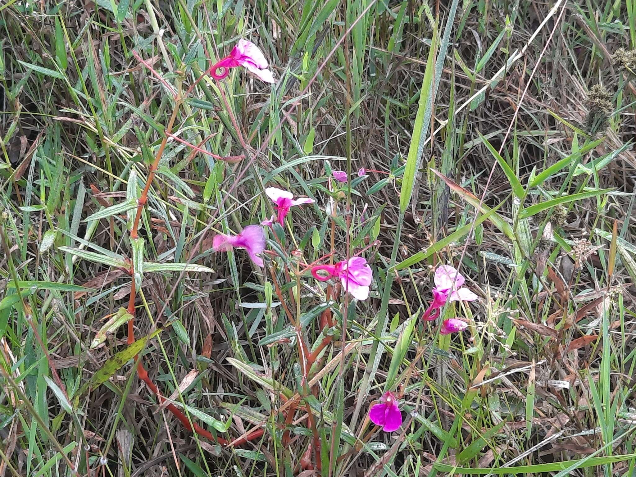 Impatiens chinensis L. resmi