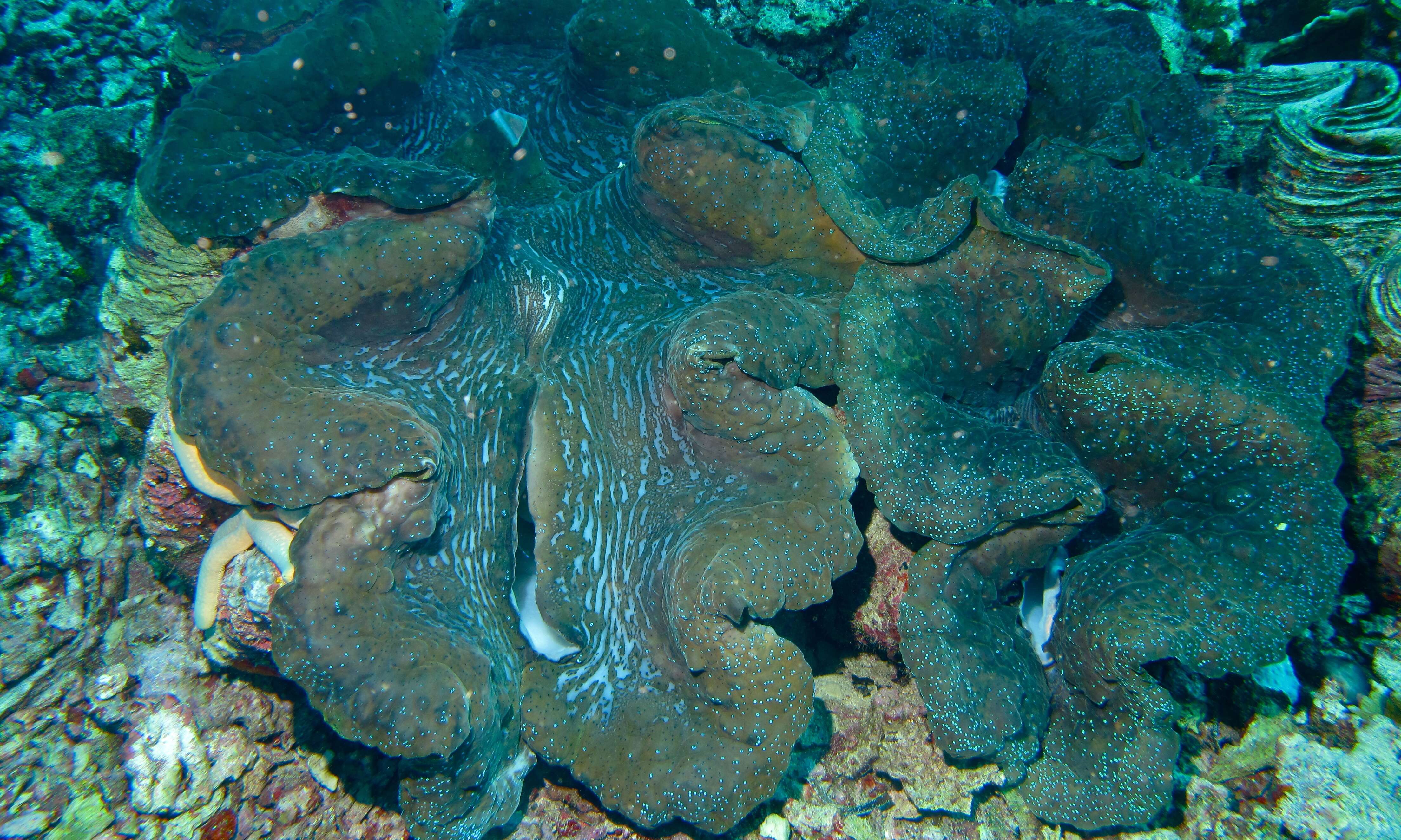 Image of Giant Clam