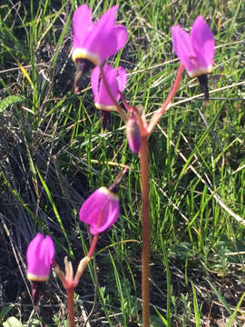 Imagem de Dodecatheon hendersonii subsp. hendersonii