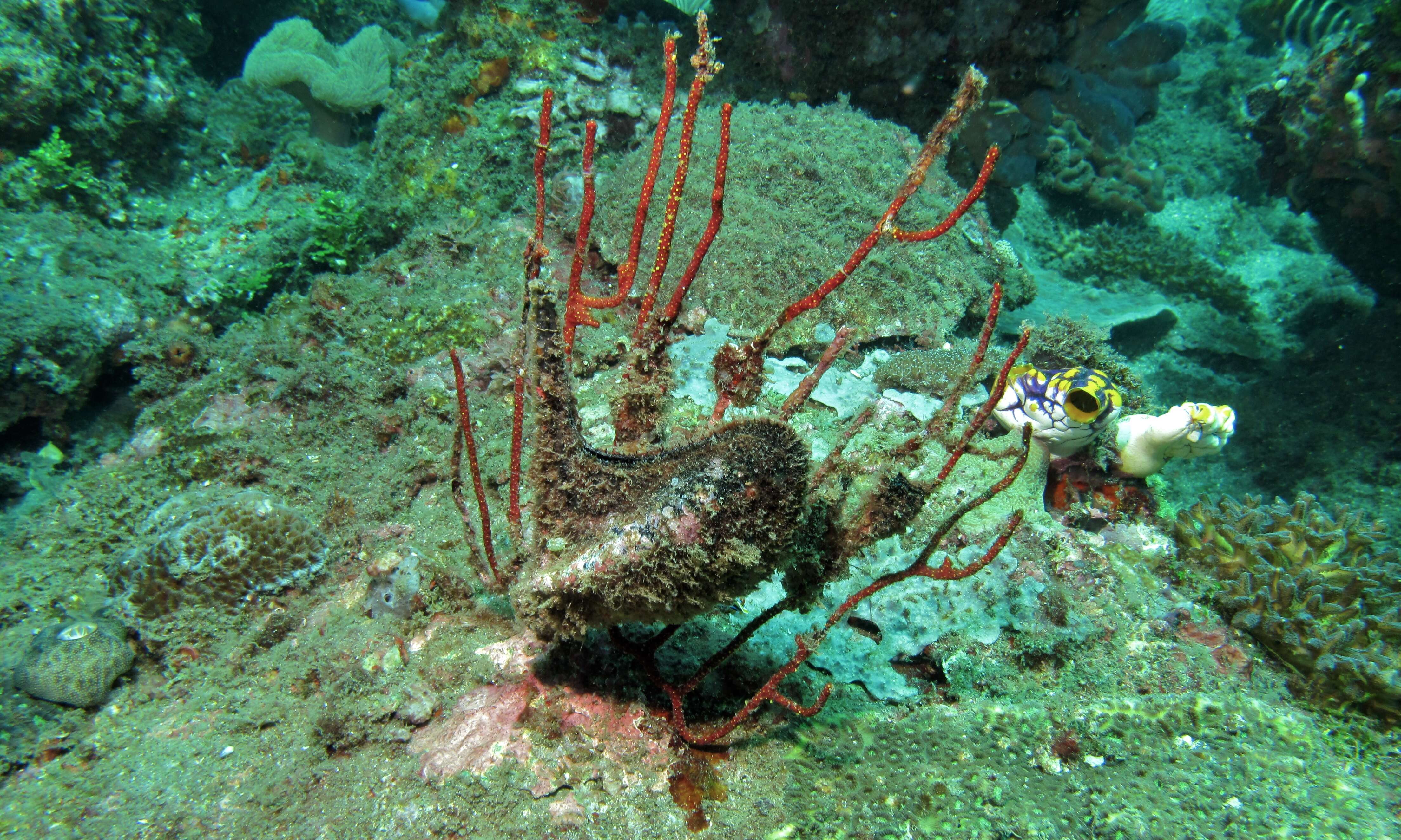 Image of Winged oyster