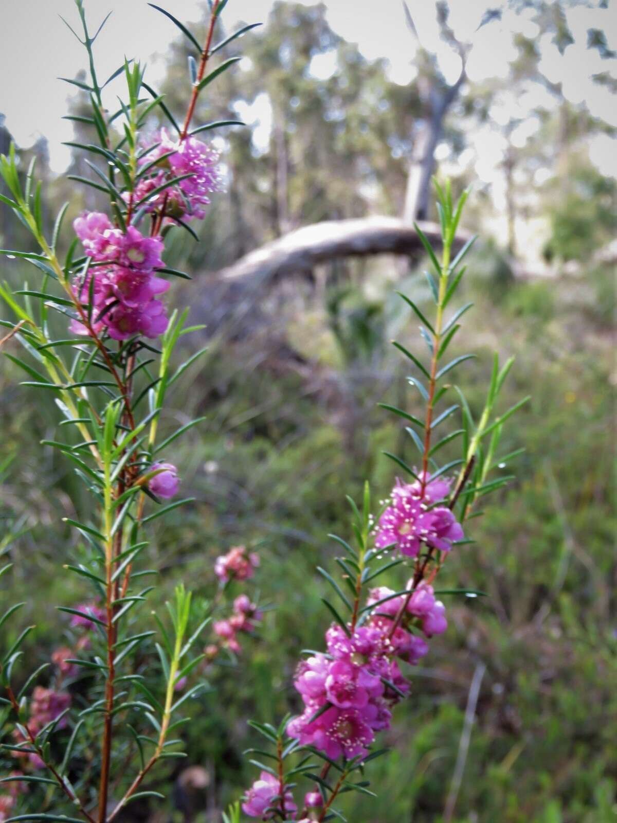 Sivun Hypocalymma robustum (Endl.) Lindl. kuva