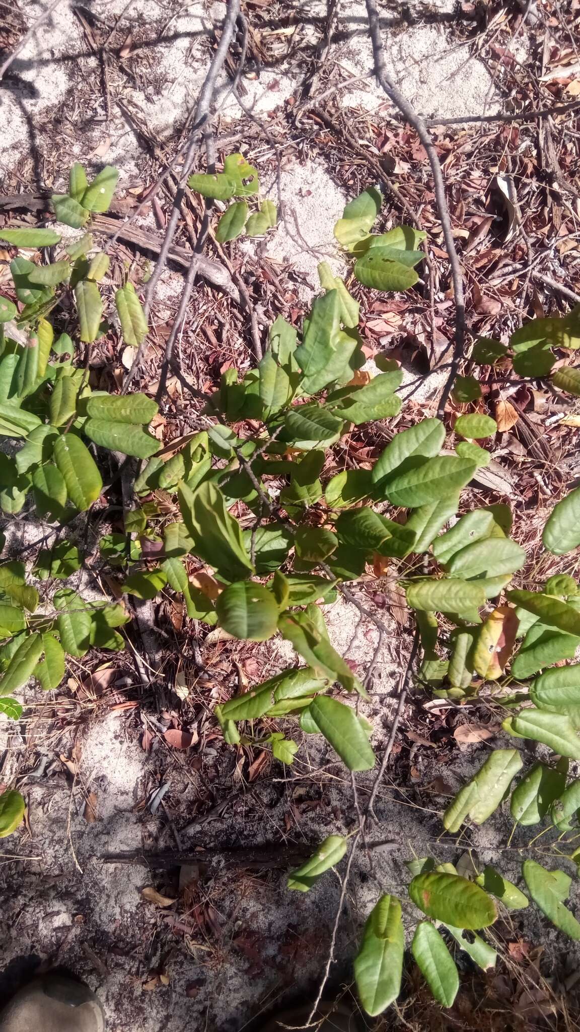 Image of Baphia madagascariensis (A. Heller) A. Heller