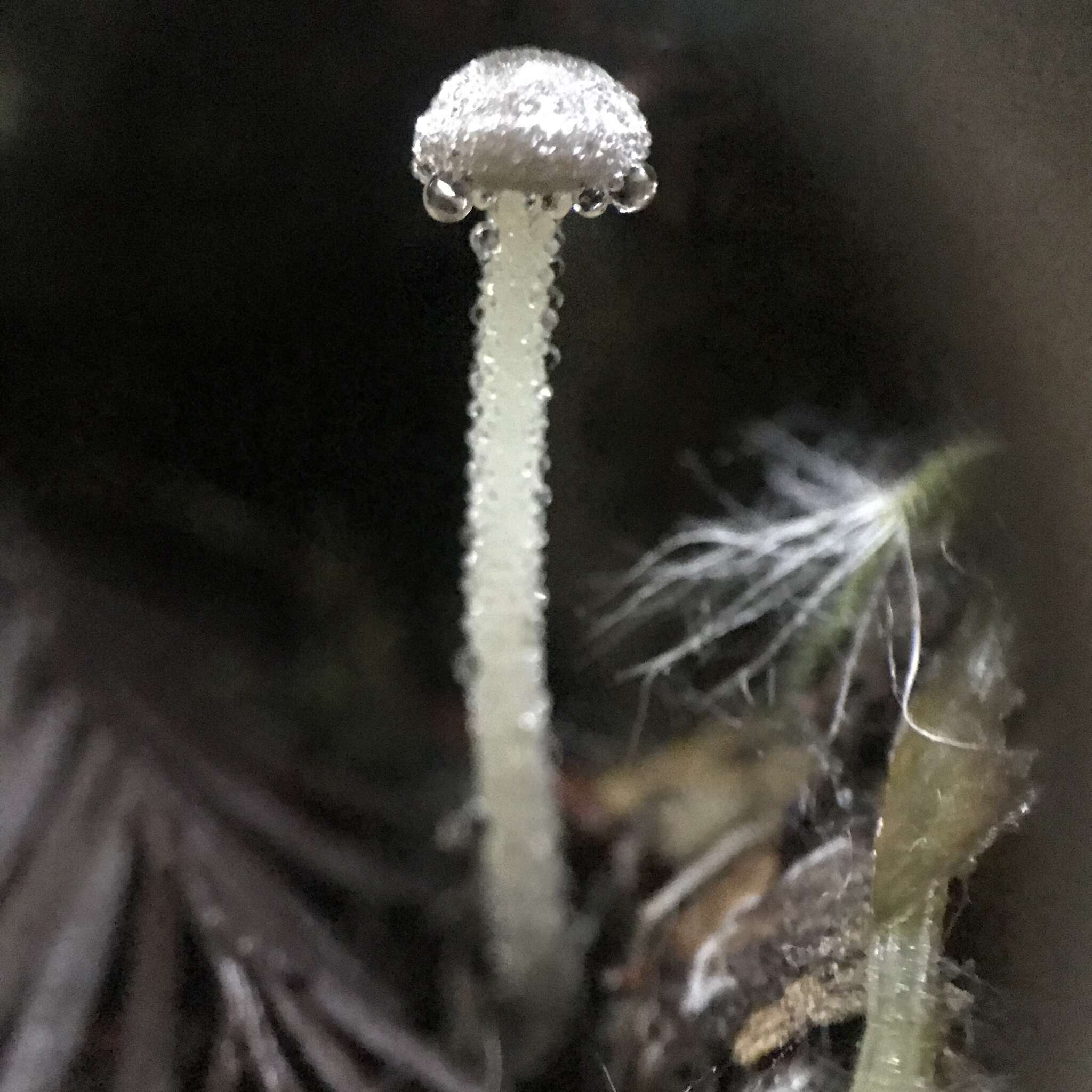 Image of Rhizomarasmius undatus (Berk.) R. H. Petersen 2000