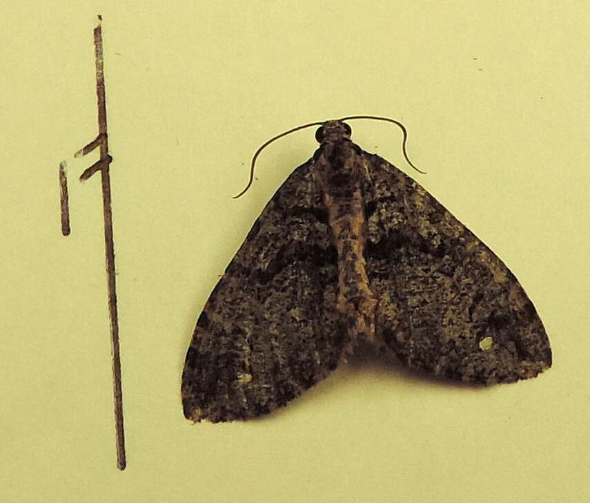 Image of Hydriomena albifasciata Packard 1874