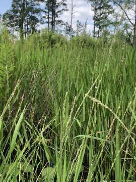 Panicum hemitomon Schult. resmi