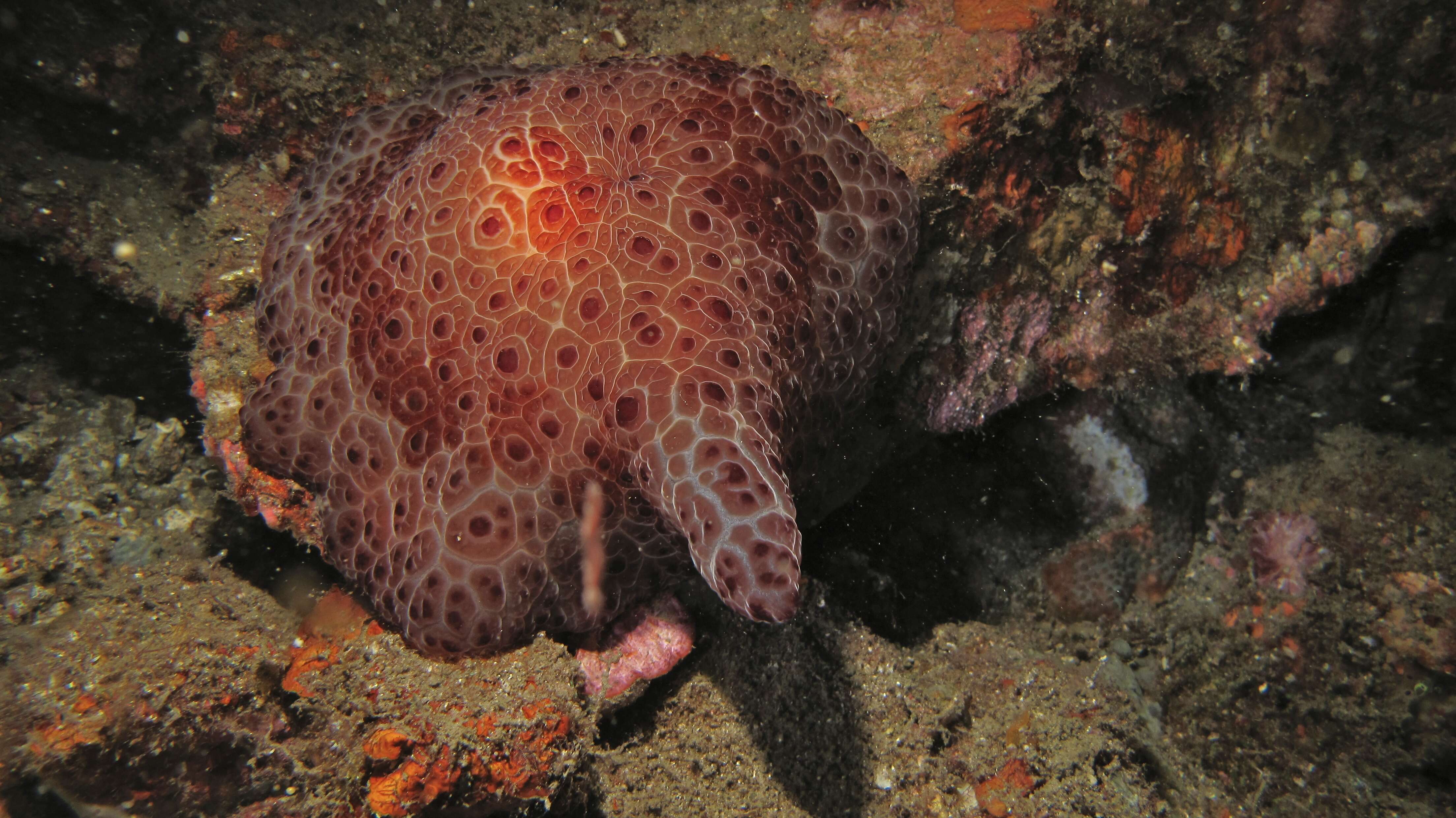 Image of Concentric slug