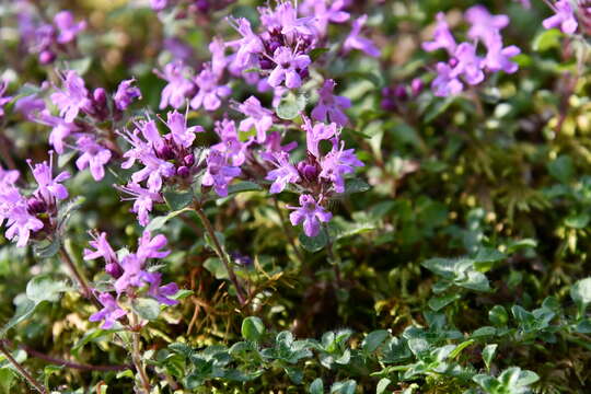 صورة Thymus reverdattoanus Serg.