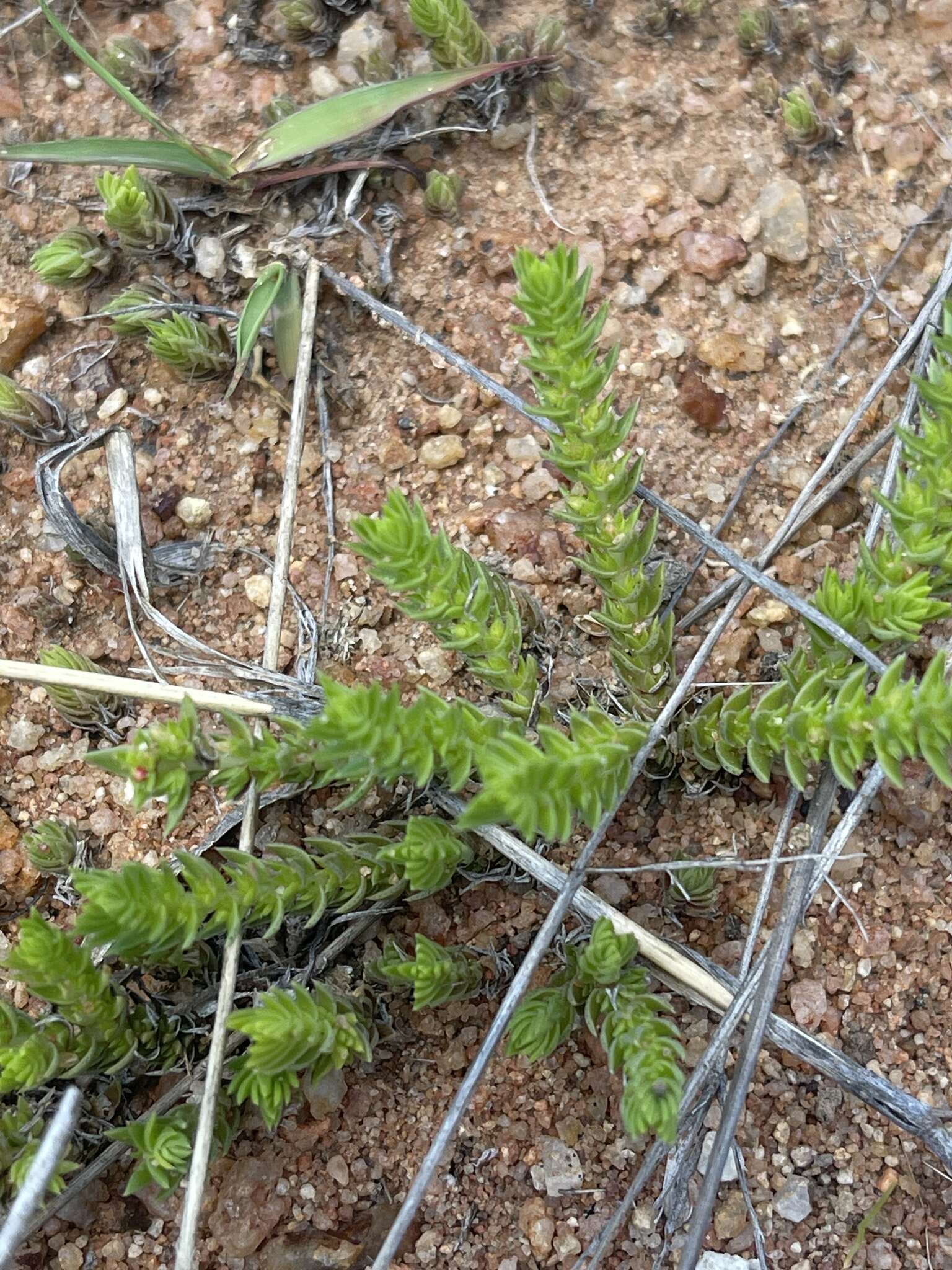 Слика од Crassula lanceolata (Eckl. & Zeyh.) Endl. ex Walp.