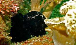 Image of common egg cowrie