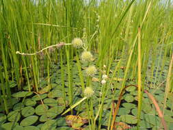 Image of Branched Burr-Reed