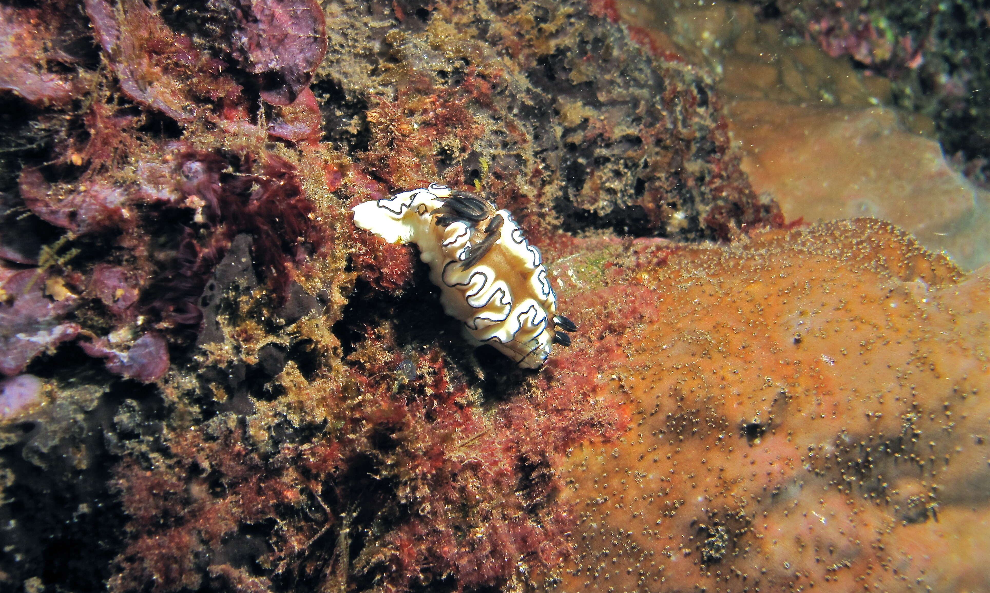 Image of Black margined slug