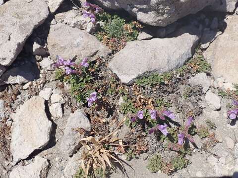 Image of Davidson's penstemon