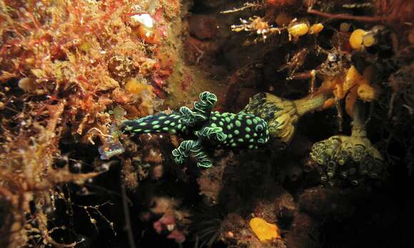 Image of Green spot black slug