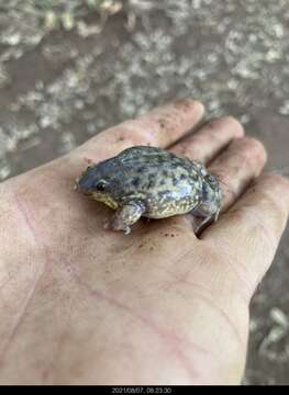 Image of Marbled Snout-burrower