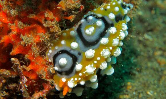 Image of Lumpy yellow eyespot slug