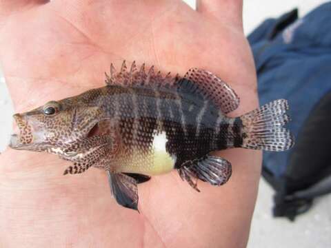 Image of Belted Sandbass