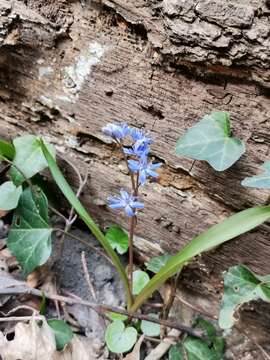 Image of Scilla vindobonensis Speta